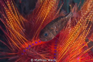 Sea urchin with juvenil fish by Mathias Weck 